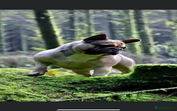 French Bulldog dogs for sale: QUALITY HOME BRED FRENCH BULLDOG PUPPIES - Image 23