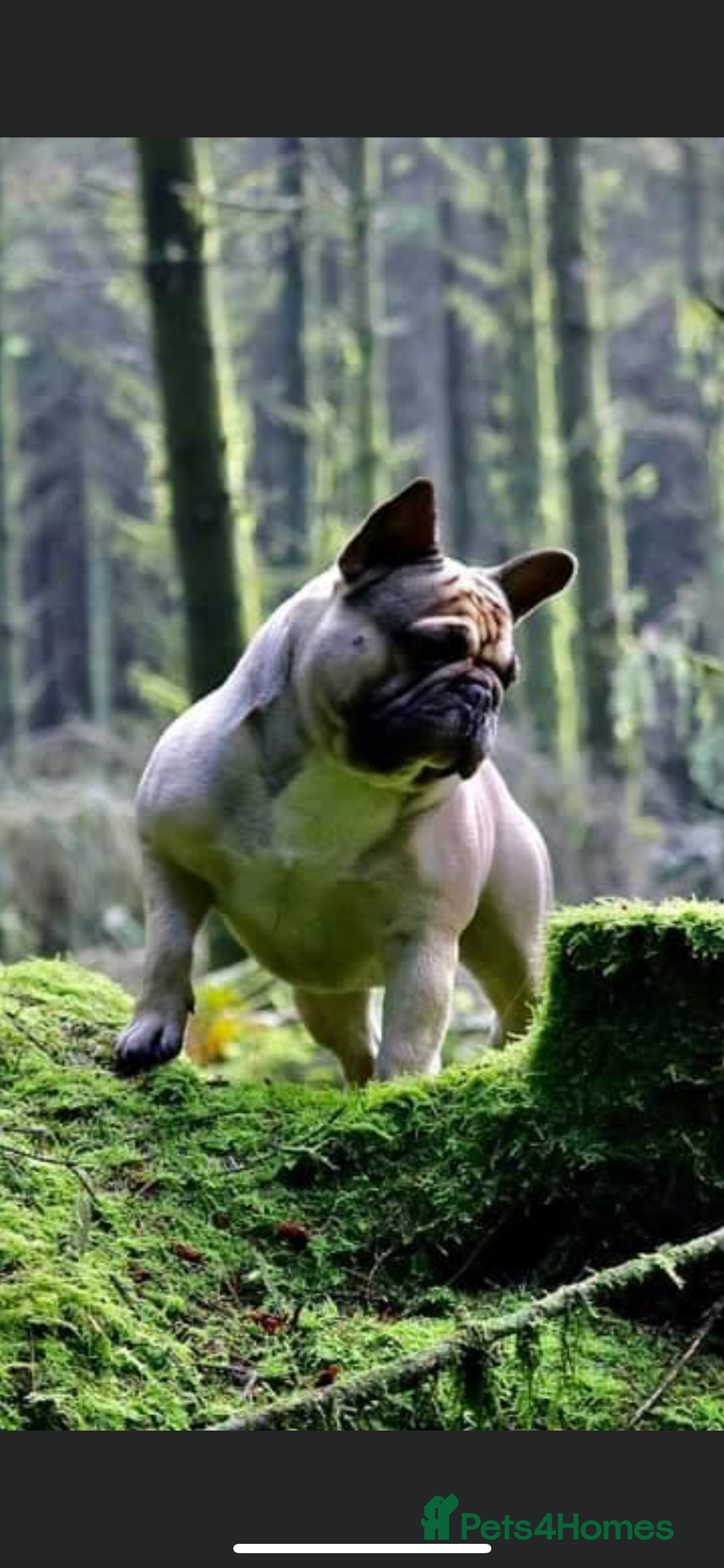 French Bulldog dogs for sale: QUALITY HOME BRED FRENCH BULLDOG PUPPIES - Image 23