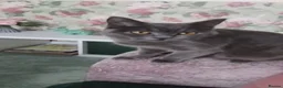 Russian Blue cats for sale: Russian blue x British Shorthair  - Advert 6