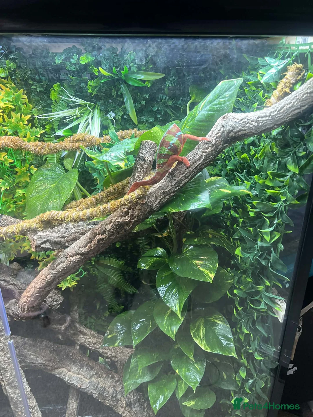 Chameleon reptiles for sale: Chameleon and full setup - Advert 2
