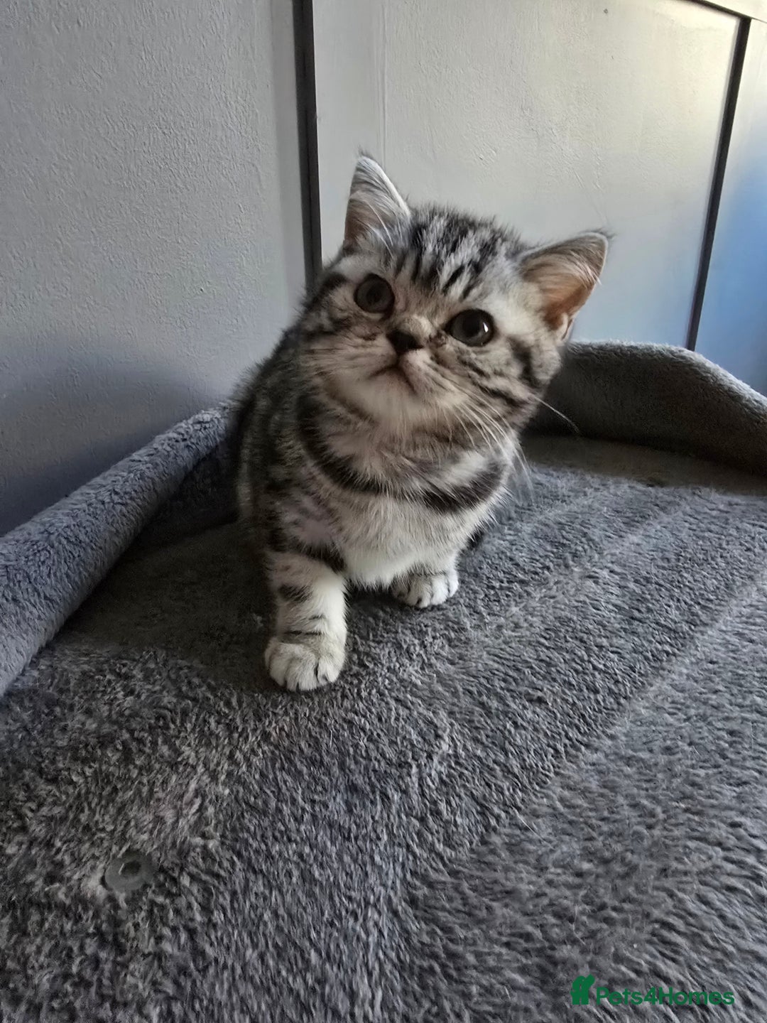 British Shorthair cats for sale: Beautiful bsh silver tabby kitten - Advert 15