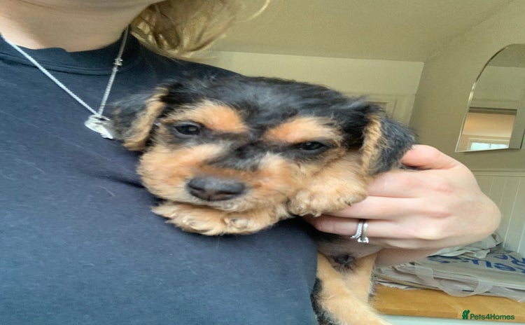 Lakeland Terrier dogs Lakeland Terrier pups - one dog left! Black & tan! - Advert 6