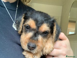 Lakeland Terrier dogs Lakeland Terrier pups - one dog left! Black & tan! - Advert 6