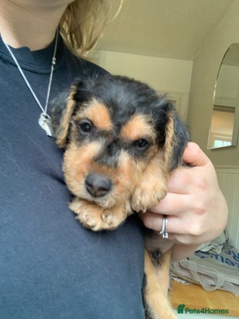 Lakeland Terrier dogs Lakeland Terrier pups - one dog left! Black & tan! - Advert 6