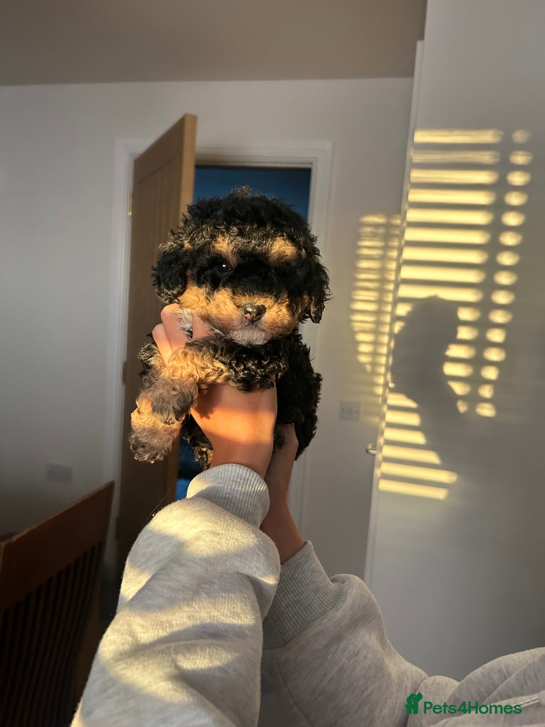 Toy Poodle dogs for sale: Beautiful phanotom toy poodle boys  - Advert 11