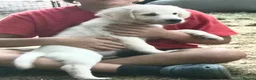 Golden Retriever dogs for sale: Championship lines puppies-ready now - Advert 6