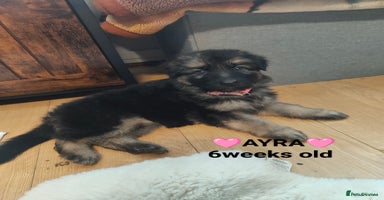 German Shepherd dogs - Advert 3