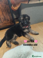 German Shepherd dogs - Advert 3