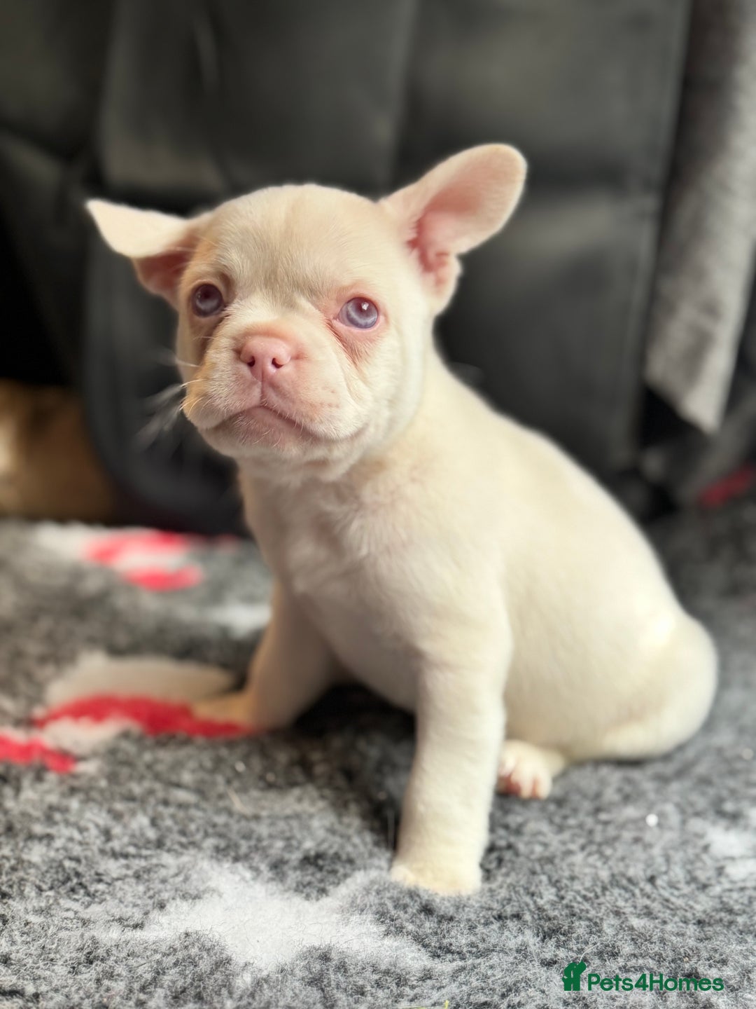 French Bulldog dogs for sale: Chunky french bulldog - Advert 11