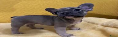 French Bulldog 4