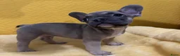French Bulldog dogs for sale: 4 Beautiful French Buldog Puppies - Advert 2
