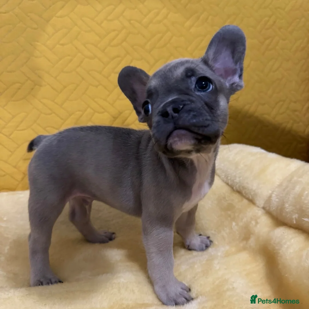French Bulldog dogs for sale: 4 Beautiful French Buldog Puppies - Advert 2