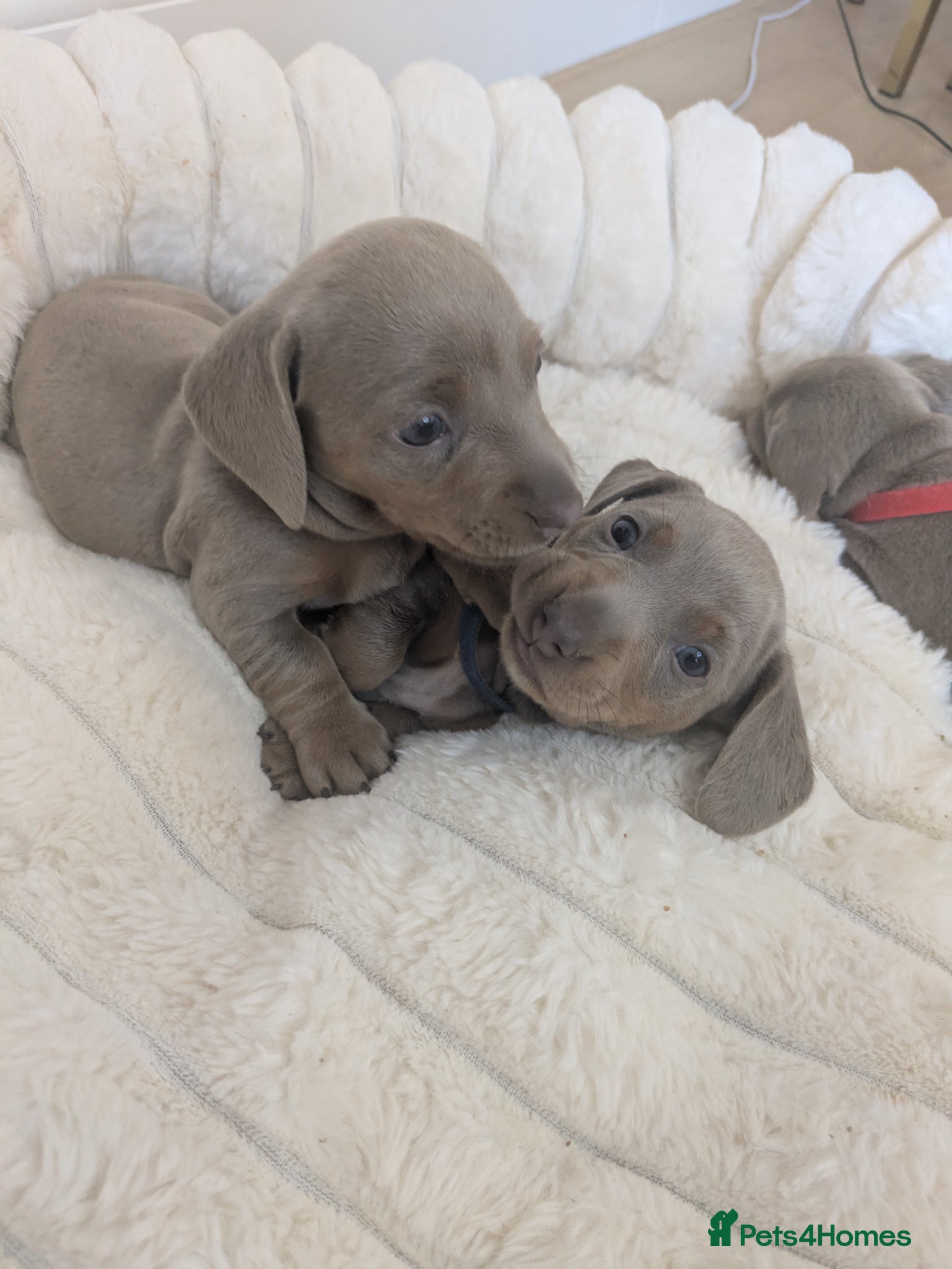 Miniature Dachshund dogs KC Registered Miniature Dachshund Puppies  - Advert 7