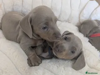 Miniature Dachshund dogs KC Registered Miniature Dachshund Puppies - Advert 7