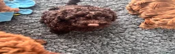 Cockapoo dogs for sale: READY NOW STUNNING CURLY CHOCOLATE MALE - Advert 4