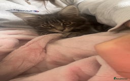 Maine Coon cats for sale: TICA Registered Maine Coon Kittens Blue/Silver - Image 13