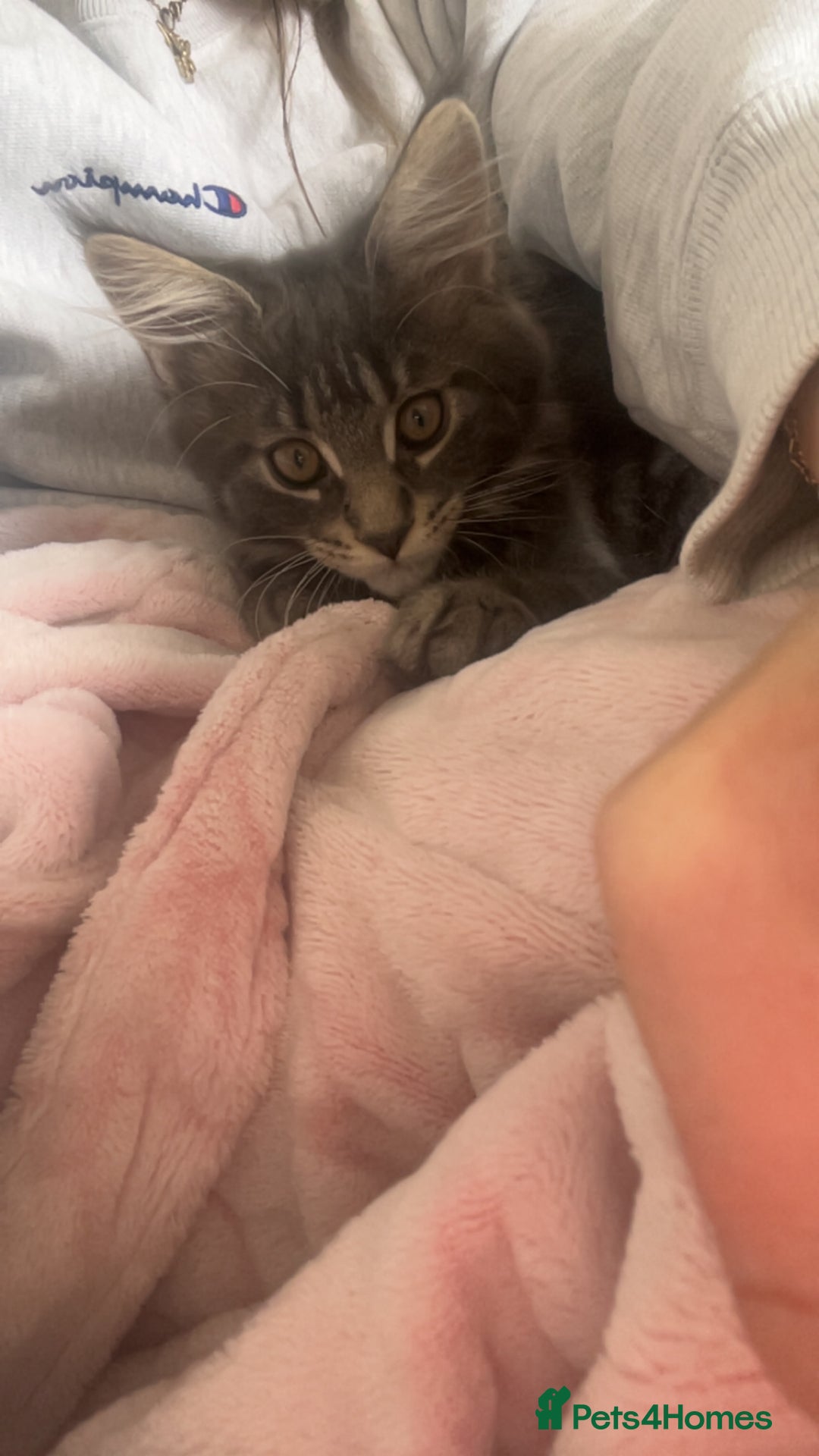 Maine Coon cats for sale: TICA Registered Maine Coon Kittens Blue/Silver - Image 13