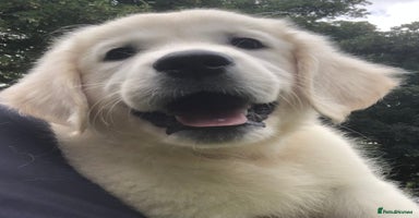 Golden Retriever dogs - Advert 10