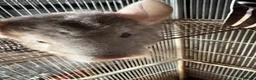 Chinchilla rodents for sale: 2 female chinchillas  in Worksop - Advert 4