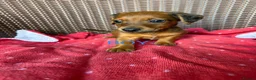 Jack Russell dogs for sale: Jack Russell puppies  - Advert 23