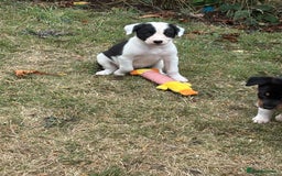 Mixed Breed dogs for sale: 3 Beautiful Huntaway x Collie pups  - Image 3