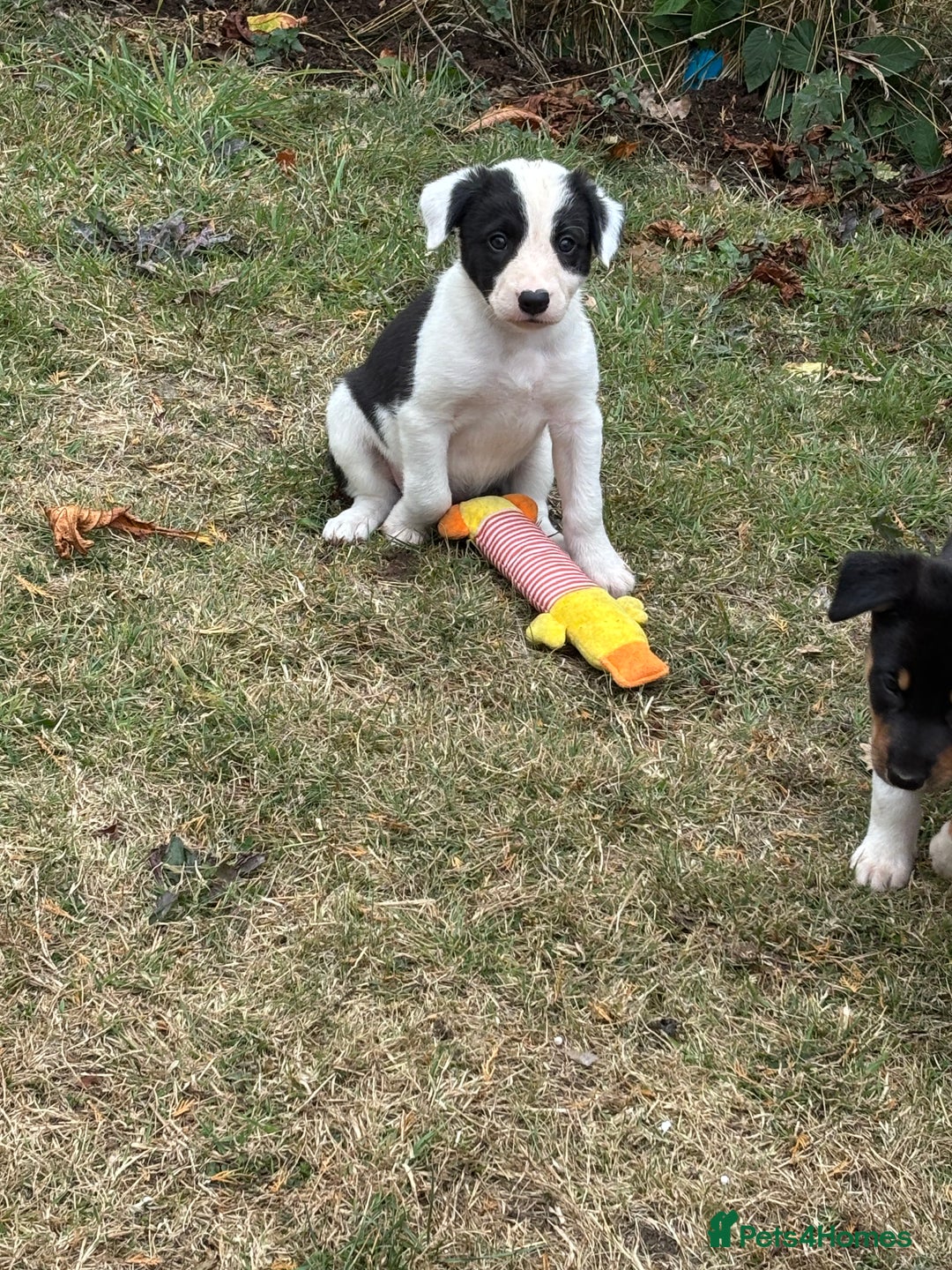 Mixed Breed dogs for sale: 3 Beautiful Huntaway x Collie pups  - Image 3
