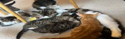 Mixed Breed cats for sale: Mixed Breed Pedigree Cross Kittens M/F - Advert 5