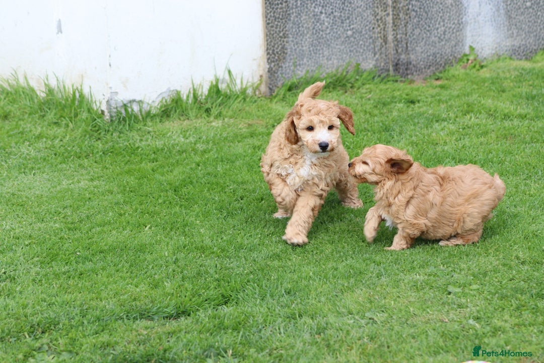 Cockapoo dogs for sale: Beautiful F1 Cockapoo puppies for sale - Image 25