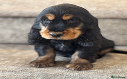 Cocker Spaniel dogs for sale: BEAUTIFUL SHOW TYPE COCKER SPANIELS  - Image 19