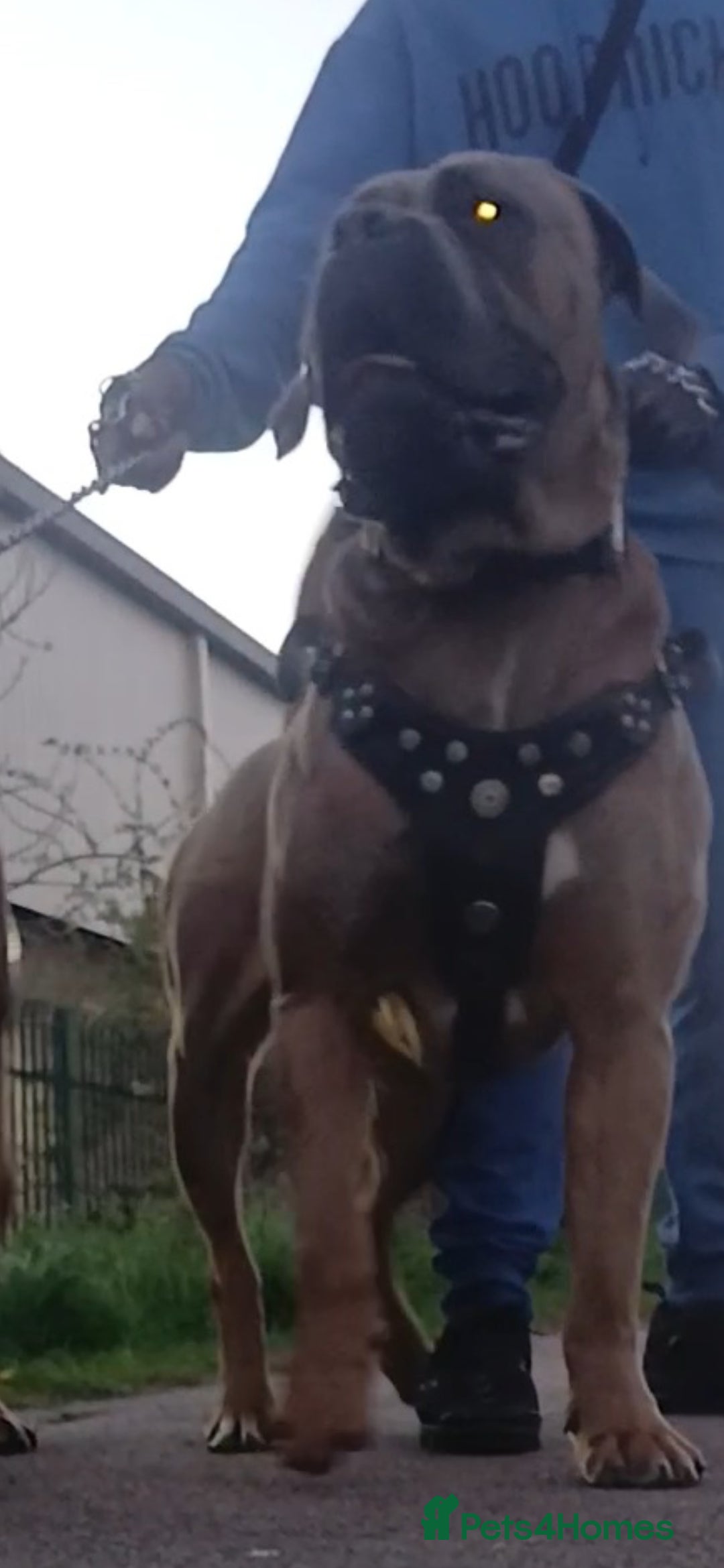 Cane Corso dogs for stud: Russian import working blood cane corso stud - Advert 9