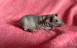 Guinea Pig rodents for sale: skinny pigs and werewolf’s  - Image 1