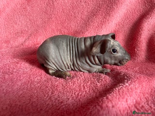 Guinea Pig rodents - Advert 25