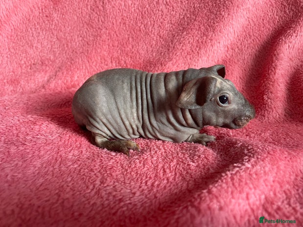 Guinea Pig rodents - Advert 1