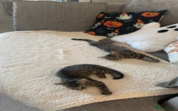 Domestic Shorthair cats for sale: Two male tabby cats  - Image 6