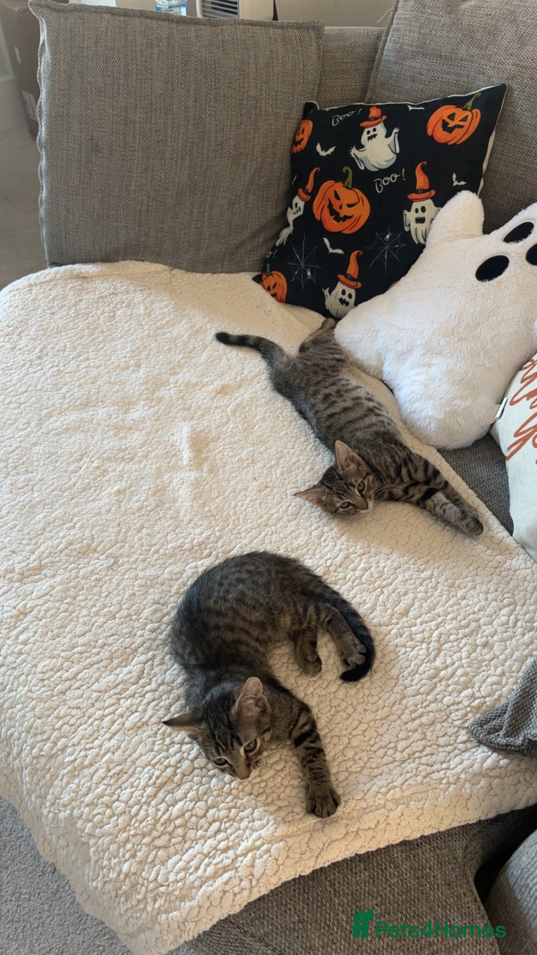 Domestic Shorthair cats for sale: Two male tabby cats  - Image 6