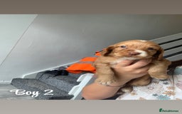 Cocker Spaniel dogs for sale: Cocker spaniel pups - Image 2
