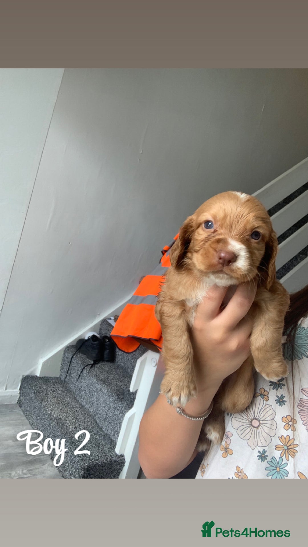 Cocker Spaniel dogs for sale: Cocker spaniel pups - Image 2