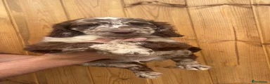 Sproodle Puppy 1