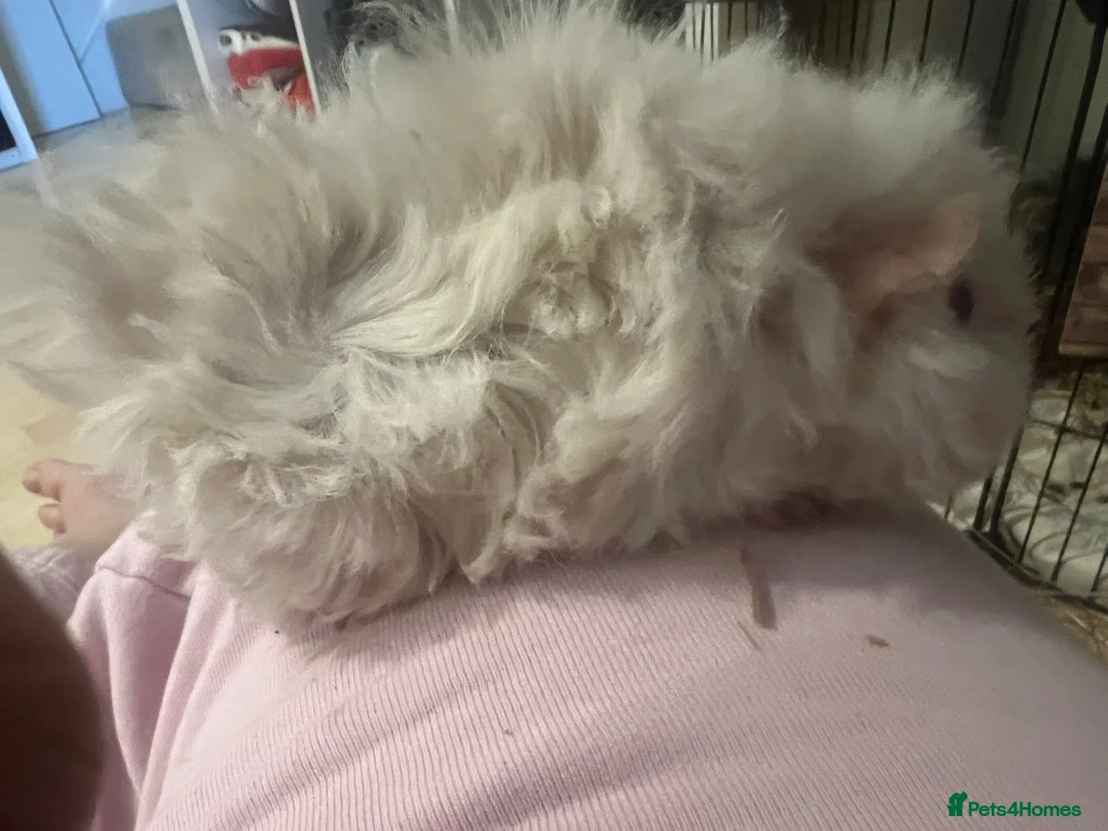 Guinea Pig rodents 2 Females - Advert 2