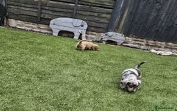 Miniature Dachshund dogs for sale: KC Long Haired Cream Carriers Miniature Dachshunds - Image 18