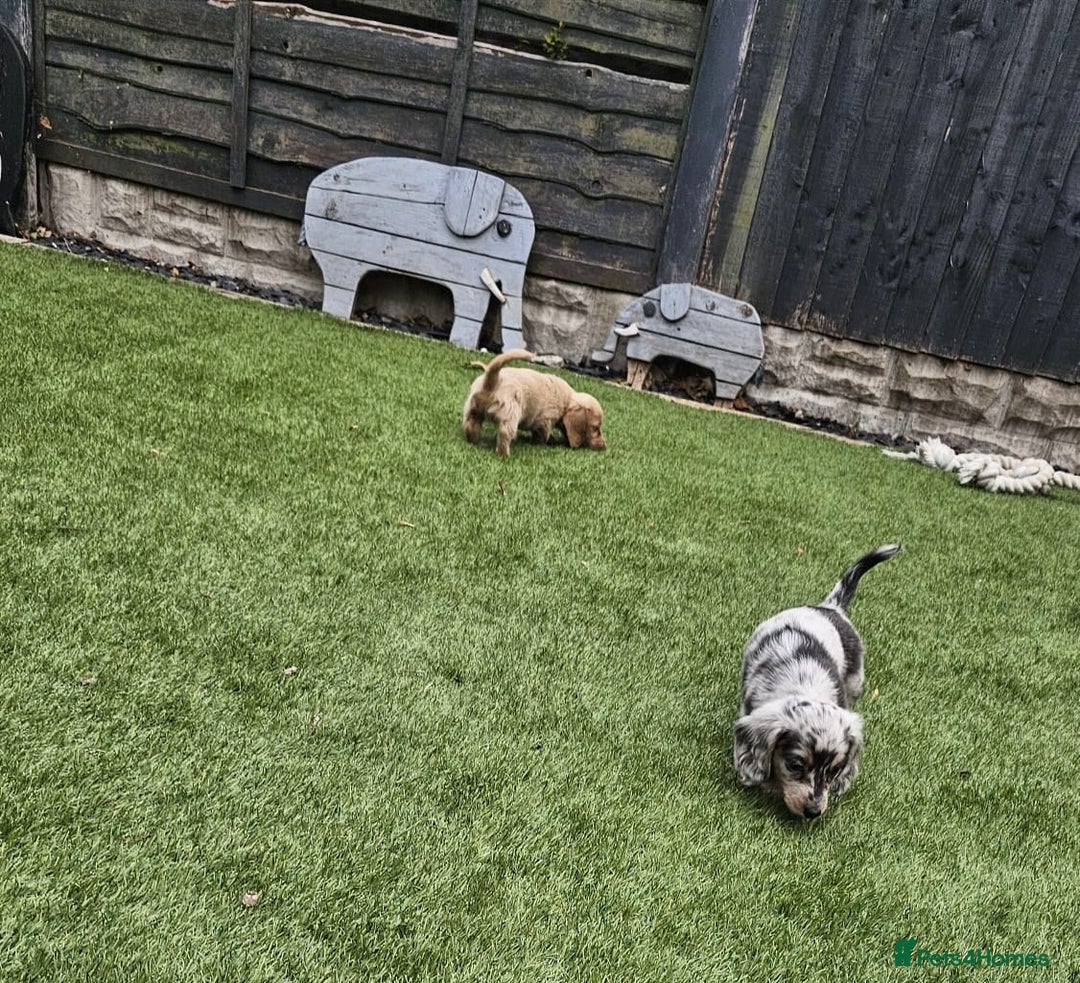 Miniature Dachshund dogs for sale: KC Long Haired Cream Carriers Miniature Dachshunds - Image 18