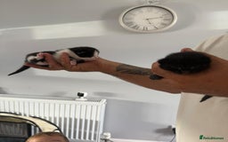 Mixed Breed cats for sale: 2 male kittens  - Image 5