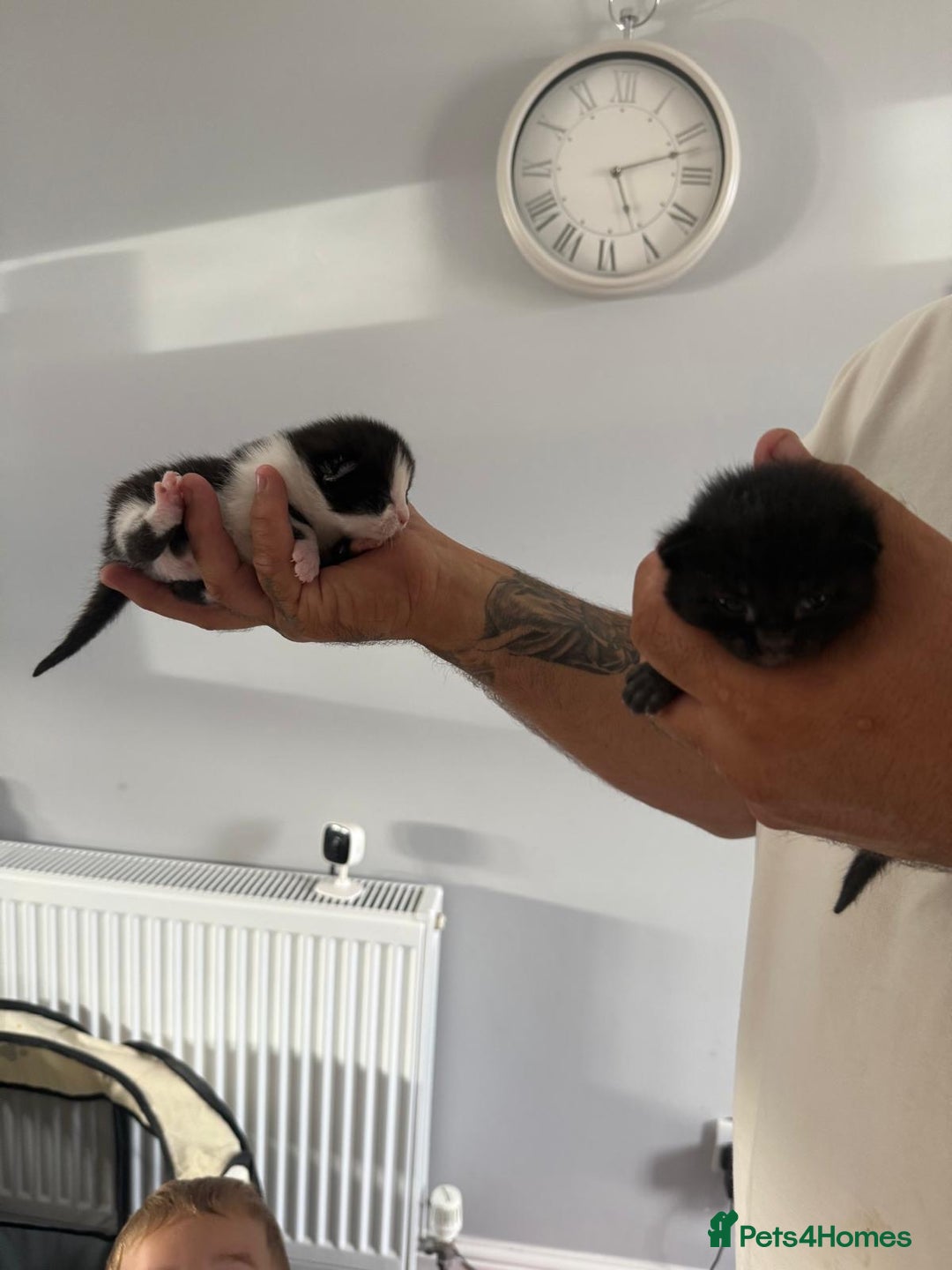 Mixed Breed cats for sale: 2 male kittens  - Image 5
