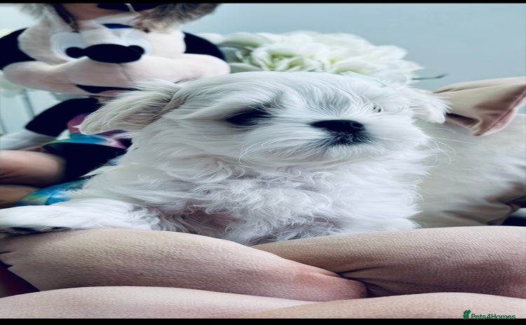 Maltese dogs 🌟 Tiny Korean Maltese Ready Now 🌟 - Advert 15