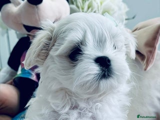 Maltese dogs 🌟 Tiny Korean Maltese Ready Now 🌟 - Advert 12