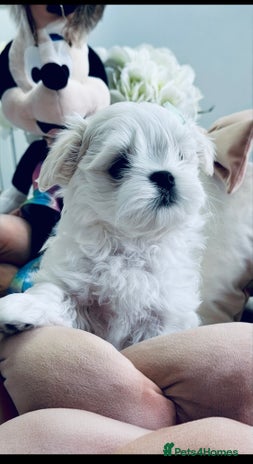 Maltese dogs 🌟 Tiny Korean Maltese Ready Now 🌟 - Advert 15