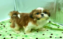 Shih Tzu dogs for sale: 5 purebred Shih Tzu puppies - Image 3