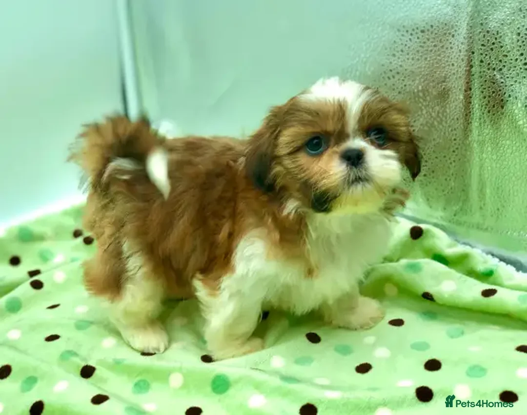 Shih Tzu dogs for sale: 5 purebred Shih Tzu puppies - Image 3