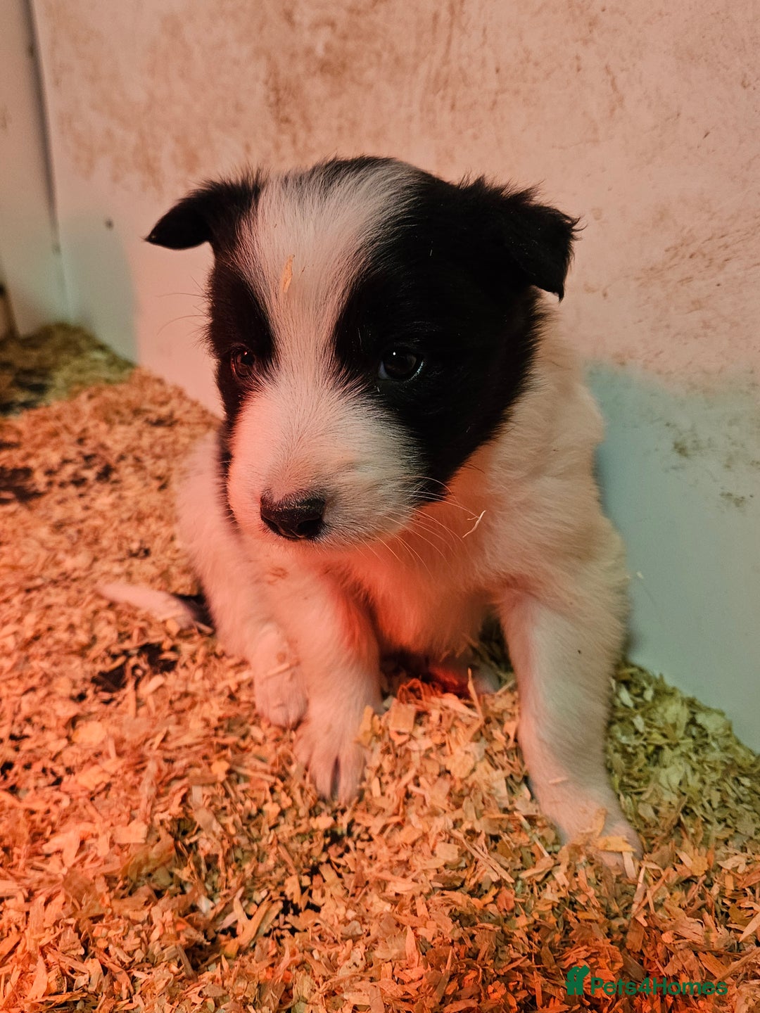 Border Collie dogs for sale: Border Collie puppies for sale  - Advert 5