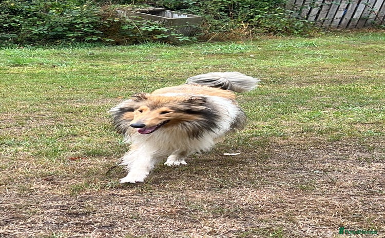 Rough Collie dogs - Advert 4